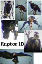 raptor id 1.jpg