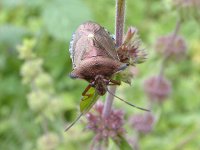 Shield Bug 2.jpg