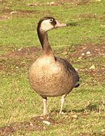 Goose 1.jpg