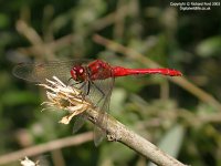 ruddydarter19-07-031016x4lw.jpg