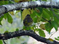 Yellow-Rumped Warbler1,Sept30'04.jpg