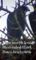 fem short-tailed hawk.jpg