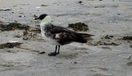 pom skua.jpg