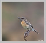 stonechat3f.jpg