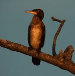 Cormorant2.jpg