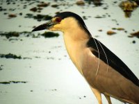 6-30-07 black-crowned night heron6.jpg