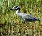 6-30-07 yellow-crowned night heron4.jpg