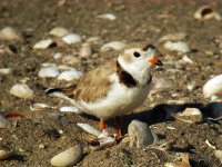 6-30-07 piping plover4.jpg