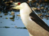 6-30-07 black-crowned night heron14.jpg