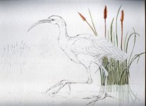 glossy ibis sketch draft 4.JPG