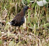 Water rail.JPG