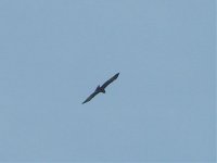 Red Kite Aug 07.jpg