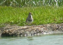 Pectoral Sandpiper.JPG