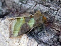 burnished brass ex3505 (600).JPG