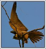 Falcon - labelled as Peregrine.jpg