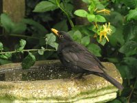 blackbird_4jul07_800l_20.jpg