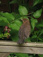 blackbird_juv_4jul07_800p_20.jpg