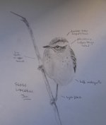 asksedgewarbler.jpg