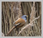 bearded tit6.jpg