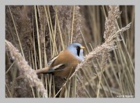 bearded tit4.jpg