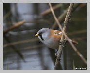 bearded tit2f.jpg