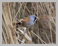 bearded tit1f.jpg