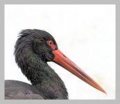 blackstork1.jpg