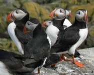 Puffins.JPG