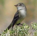 Flycatcher NOS 1.jpg