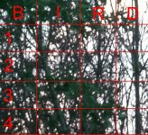 bird_search 010.jpg