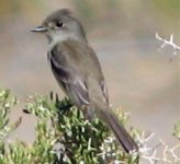 Flycatcher NOS 2.jpg