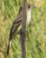 Flycatcher NOS.jpg