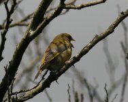 Greenfinch Bake_1.jpg