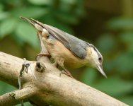 Nuthatch.jpg