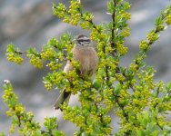 Rock Bunting.jpg