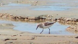 Calidris sp. - Willibrordus salinas Curacao 1.jpg