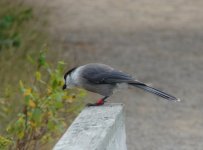 Gray jay.jpg