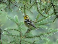 Blackburnian Warbler.jpg