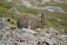 Mountain Hare BF.jpg