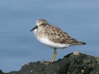 IMG_3995Sandpiper.jpg