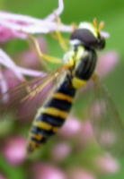 1cm hoverfly.jpg