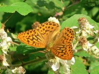 DS silver-washed fritillary 210706 5.jpg