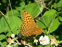 DS dark green fritillary 180706 1.jpg