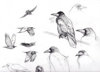 img-Rook-sketches002.jpg