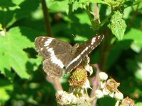 DS white admiral 140706 1.jpg