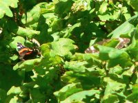 DS red & white admirals in oak tree 140706 .jpg