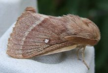 grass eggar.jpg