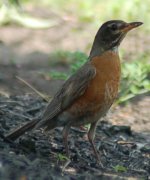 American Robin5.jpg