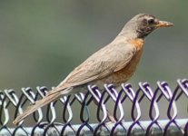 American Robin6.jpg