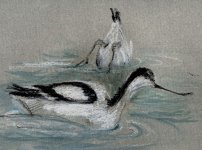 avocet1aug07.JPG